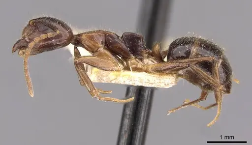 Dolichoderus diversus specimen CASENT0909465 image casent0909465_3
