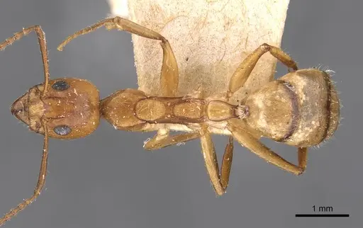 Dolichoderus diversus specimen CASENT0909466 image casent0909466_1