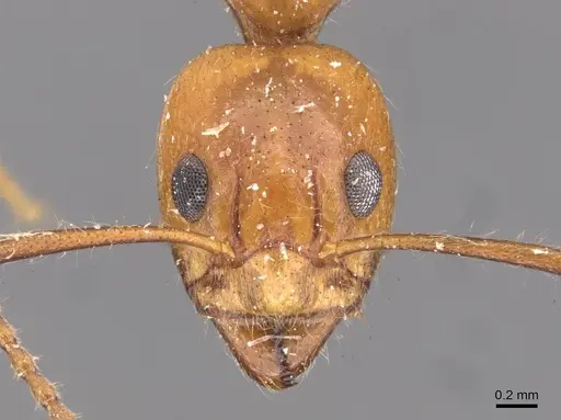 Dolichoderus diversus specimen CASENT0909466 image casent0909466_2