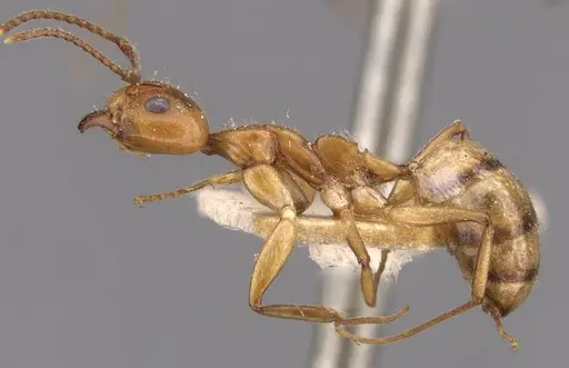 Dolichoderus diversus specimen CASENT0909466 image casent0909466_3