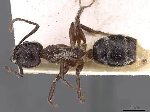 Dolichoderus diversus specimen CASENT0909467 image casent0909467_1