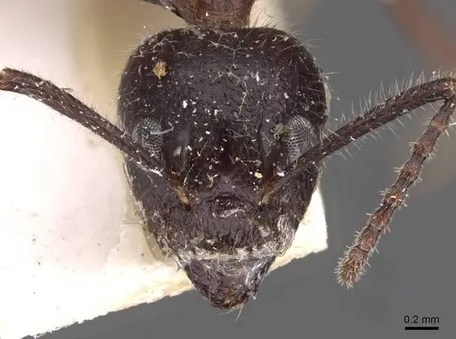 Dolichoderus diversus specimen CASENT0909467 image casent0909467_2