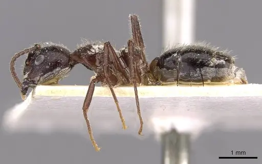 Dolichoderus diversus specimen CASENT0909467 image casent0909467_3