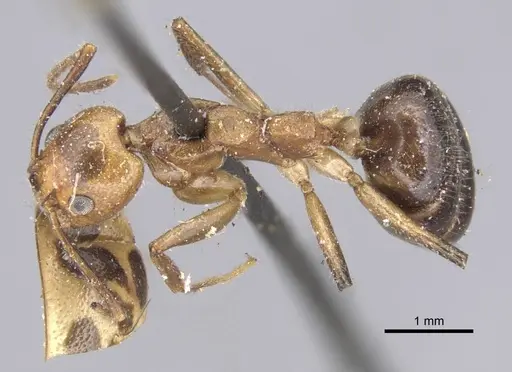 Dolichoderus diversus specimen CASENT0915563 image casent0915563_1