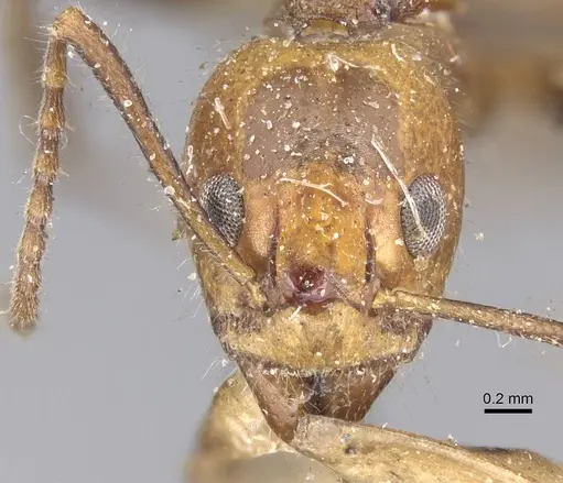 Dolichoderus diversus specimen CASENT0915563 image casent0915563_2