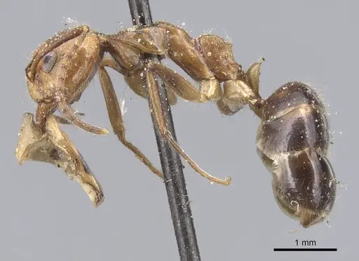 Dolichoderus diversus specimen CASENT0915563 image casent0915563_3