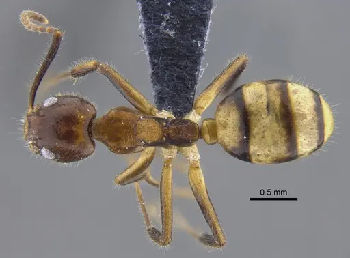 Dolichoderus diversus specimen CBUMAGENT41846 image cbumagent41846_1
