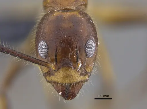 Dolichoderus diversus specimen CBUMAGENT41846 image cbumagent41846_2