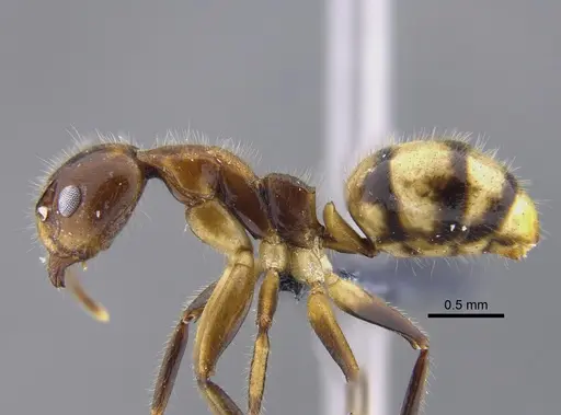 Dolichoderus diversus specimen CBUMAGENT41846 image cbumagent41846_3