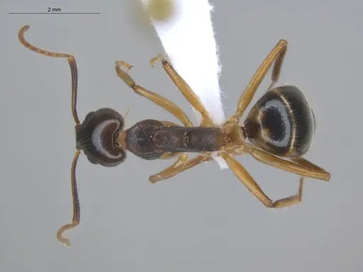 Dolichoderus diversus specimen ECOFOG-BUG-0176-12 image ecofog-bug-0176-12_1
