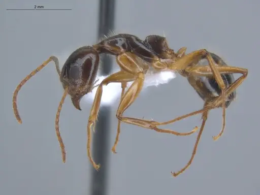 Dolichoderus diversus specimen ECOFOG-BUG-0176-12 image ecofog-bug-0176-12_3
