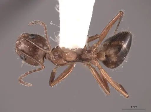 Dolichoderus diversus specimen FMNHINS0000062996 image fmnhins0000062996_1