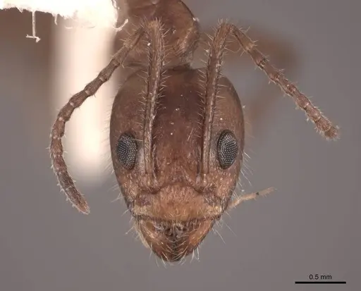 Dolichoderus diversus specimen FMNHINS0000062996 image fmnhins0000062996_2