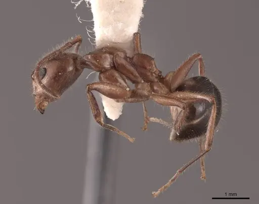 Dolichoderus diversus specimen FMNHINS0000062996 image fmnhins0000062996_3