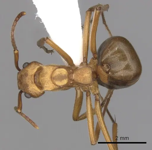 Dolichoderus doloniger specimen CASENT0249648 image casent0249648_1