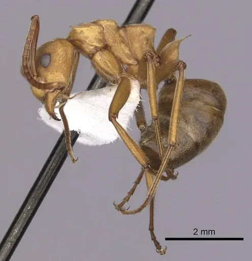 Dolichoderus doloniger specimen CASENT0249648 image casent0249648_3