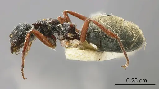 Dolichoderus doriae specimen ANTWEB1008167 image antweb1008167_2