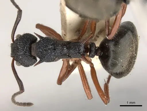 Dolichoderus doriae specimen CASENT0217395 image casent0217395_1