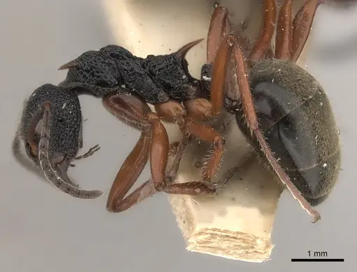 Dolichoderus doriae specimen CASENT0217395 image casent0217395_3