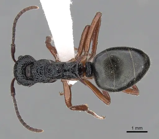 Dolichoderus doriae specimen CASENT0249562 image casent0249562_1