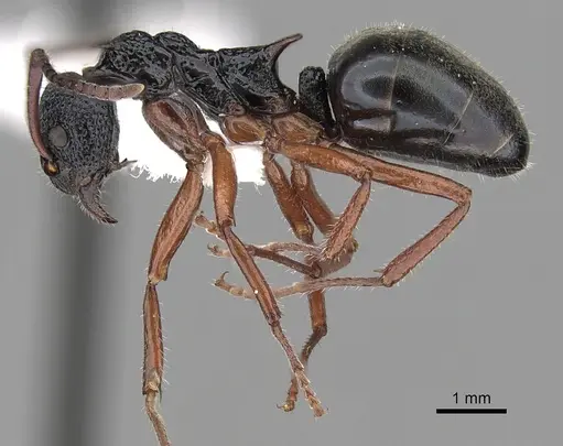 Dolichoderus doriae specimen CASENT0249562 image casent0249562_3