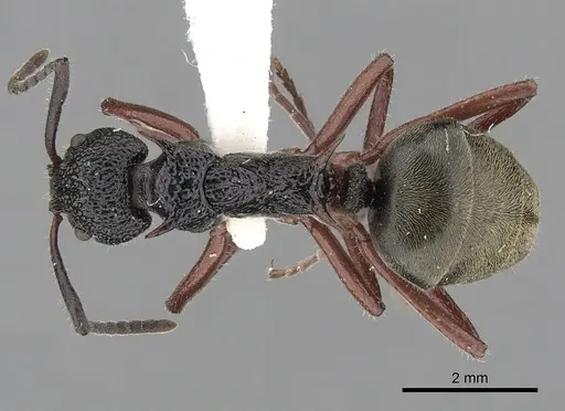 Dolichoderus doriae specimen CASENT0249563 image casent0249563_1