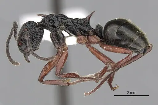 Dolichoderus doriae specimen CASENT0249563 image casent0249563_3