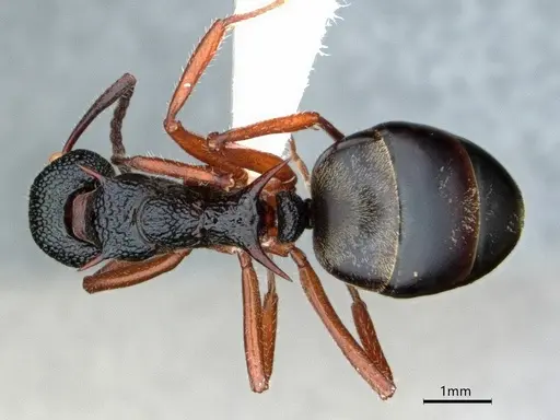 Dolichoderus doriae specimen CASENT0866530 image casent0866530_1