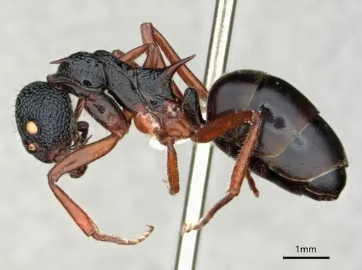 Dolichoderus doriae specimen CASENT0866530 image casent0866530_3