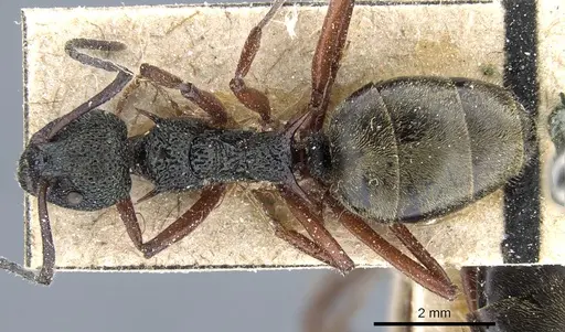 Dolichoderus doriae specimen CASENT0905013 image casent0905013_1
