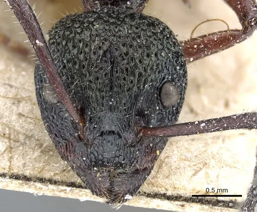 Dolichoderus doriae specimen CASENT0905013 image casent0905013_2