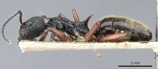 Dolichoderus doriae specimen CASENT0905013 image casent0905013_3