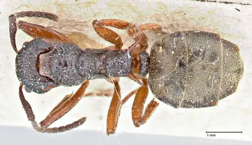Dolichoderus doriae specimen FOCOL2758 image focol2758_1