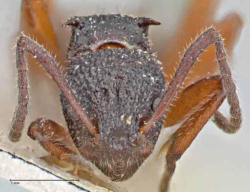 Dolichoderus doriae specimen FOCOL2758 image focol2758_2