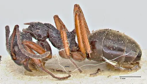 Dolichoderus doriae specimen FOCOL2758 image focol2758_3