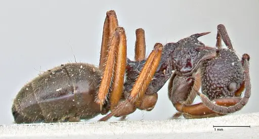 Dolichoderus doriae specimen FOCOL2758 image focol2758_4