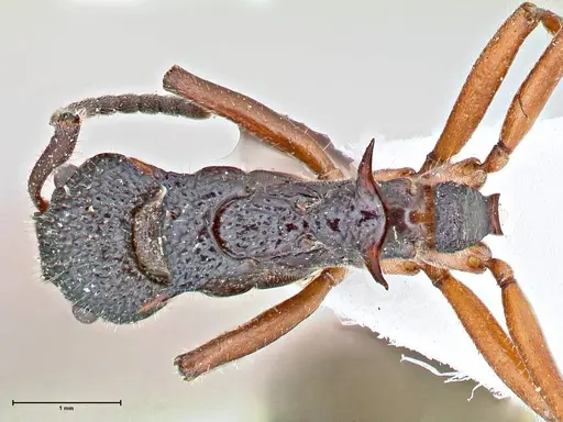 Dolichoderus doriae specimen FOCOL2759 image focol2759_1