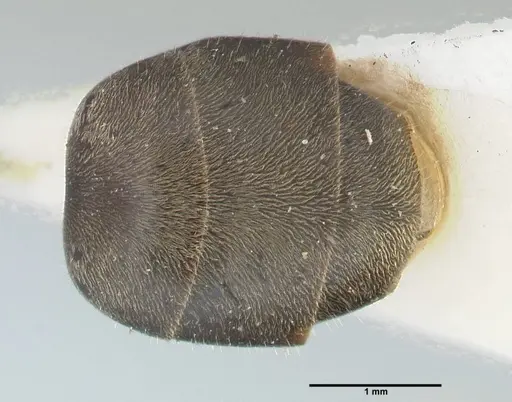 Dolichoderus doriae specimen FOCOL2759 image focol2759_2