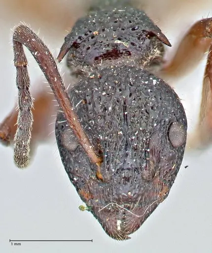 Dolichoderus doriae specimen FOCOL2759 image focol2759_3