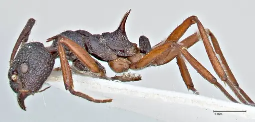 Dolichoderus doriae specimen FOCOL2759 image focol2759_4