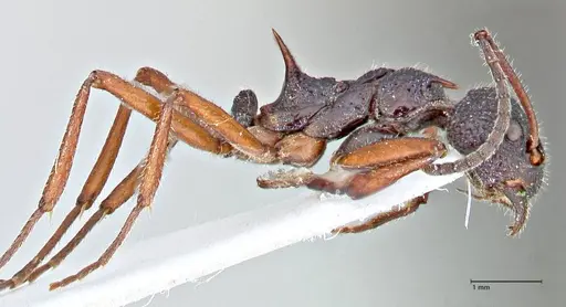 Dolichoderus doriae specimen FOCOL2759 image focol2759_5