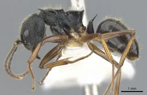 Dolichoderus epetreius specimen CASENT0902950 image casent0902950_3