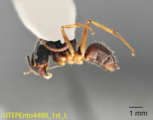 Dolichoderus epetreius specimen UTEPENTO4480-01 image utepento4480-01_1