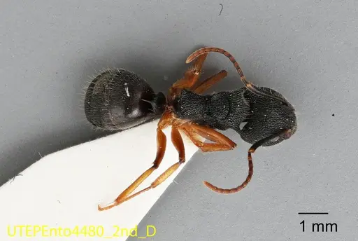 Dolichoderus epetreius specimen UTEPENTO4480-02 image utepento4480-02_1