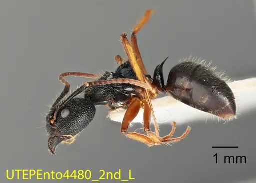 Dolichoderus epetreius specimen UTEPENTO4480-02 image utepento4480-02_2