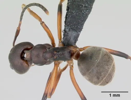 Dolichoderus erectilobus specimen CASENT0009956 image casent0009956_1