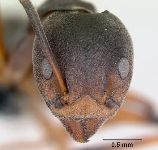 Dolichoderus erectilobus specimen CASENT0009956 image casent0009956_2