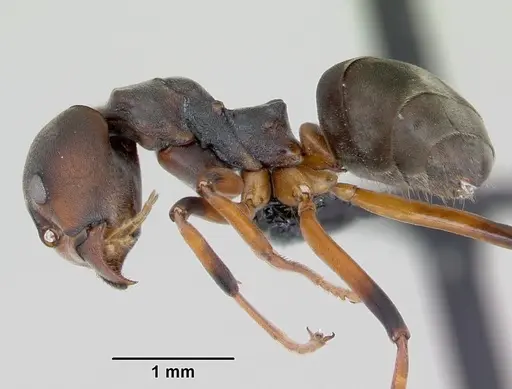 Dolichoderus erectilobus specimen CASENT0009956 image casent0009956_3