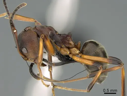 Dolichoderus erectilobus specimen CASENT0009957 image casent0009957_1