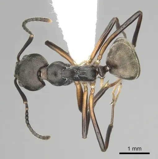 Dolichoderus erectilobus specimen CASENT0249569 image casent0249569_1
